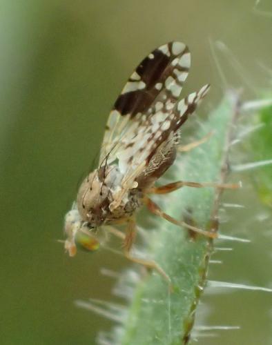 Tephritis separata